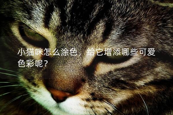 小貓咪怎么涂色，給它增添哪些可愛色彩呢？
