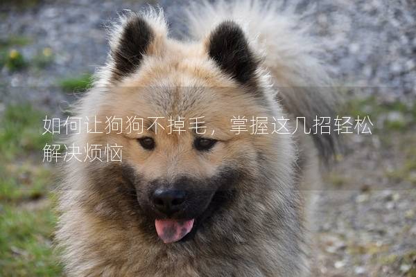 如何讓狗狗不掉毛，掌握這幾招輕松解決煩惱