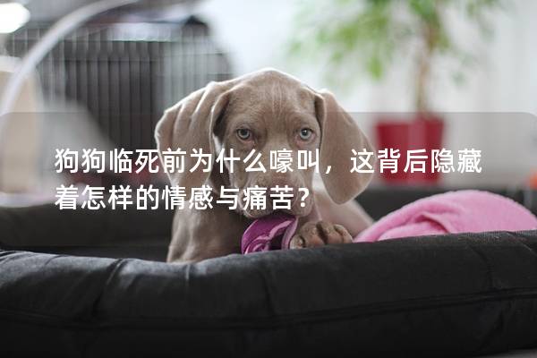 狗狗臨死前為什么嚎叫,這背后隱藏著怎樣的情感與痛苦? 狗狗臨死前為什么嚎叫,這背后隱藏著怎樣的情感與痛苦?