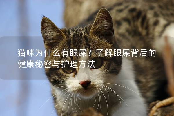 貓咪為什么有眼屎？了解眼屎背后的健康秘密與護理方法