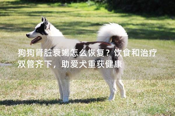 狗狗腎臟衰竭怎么恢復？飲食和治療雙管齊下，助愛犬重獲健康