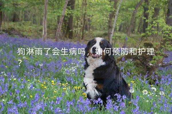 狗淋雨了會生病嗎,如何預防和護理? 狗淋雨了會生病嗎,如何預防和護理?