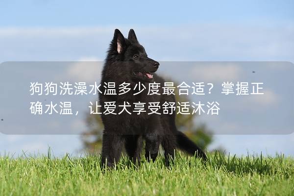 狗狗洗澡水溫多少度最合適?掌握正確水溫,讓愛犬享受舒適沐浴