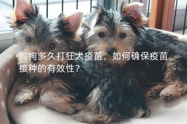 狗狗多久打狂犬疫苗，如何確保疫苗接種的有效性？