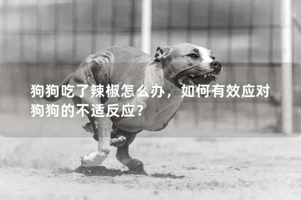 狗狗吃了辣椒怎么辦，如何有效應對狗狗的不適反應？