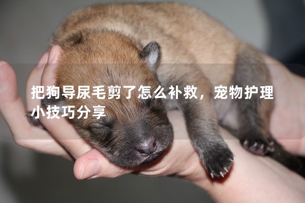 把狗導尿毛剪了怎么補救,寵物護理小技巧分享 把狗導尿毛剪了怎么補救,寵物護理小技巧分享