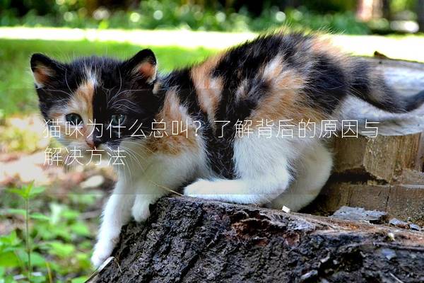 貓咪為什么總叫？了解背后的原因與解決方法