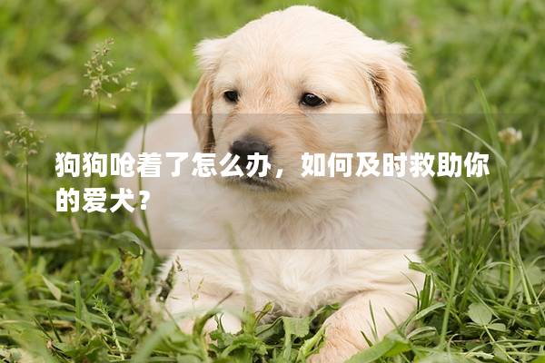 狗狗嗆著了怎么辦，如何及時救助你的愛犬？