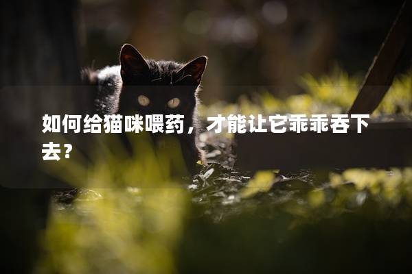 如何給貓咪喂藥，才能讓它乖乖吞下去？