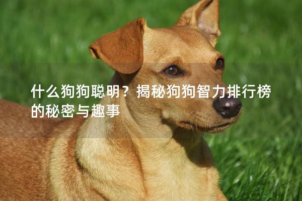 什么狗狗聰明？揭秘狗狗智力排行榜的秘密與趣事