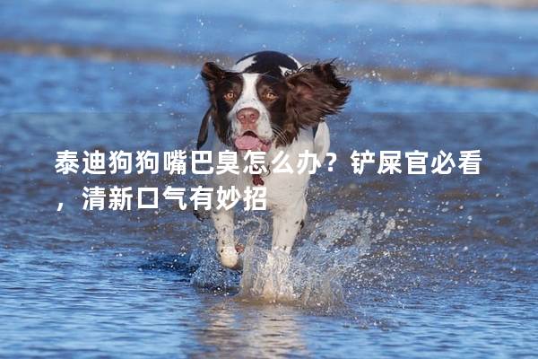 泰迪狗狗嘴巴臭怎么辦?鏟屎官必看,清新口氣有妙招