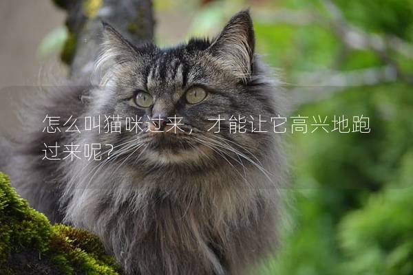 怎么叫貓咪過來,才能讓它高興地跑過來呢? 怎么叫貓咪過來,才能讓它高興地跑過來呢?