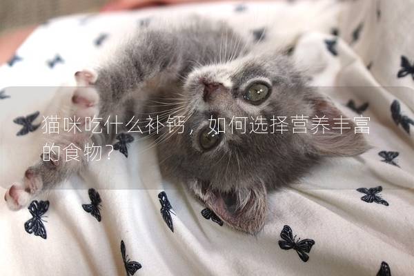 貓咪吃什么補(bǔ)鈣，如何選擇營養(yǎng)豐富的食物？