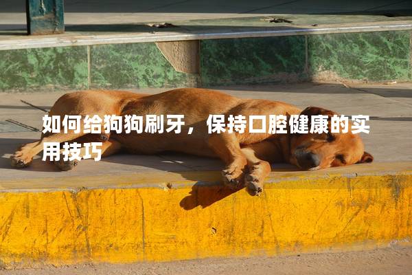 如何給狗狗刷牙，保持口腔健康的實用技巧