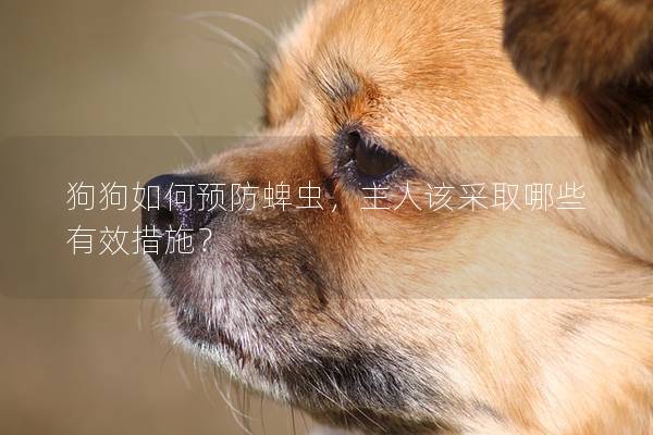 狗狗如何預防蜱蟲，主人該采取哪些有效措施？