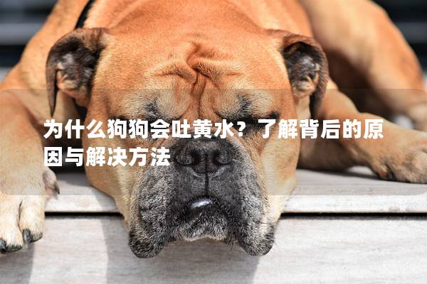 為什么狗狗會吐黃水？了解背后的原因與解決方法