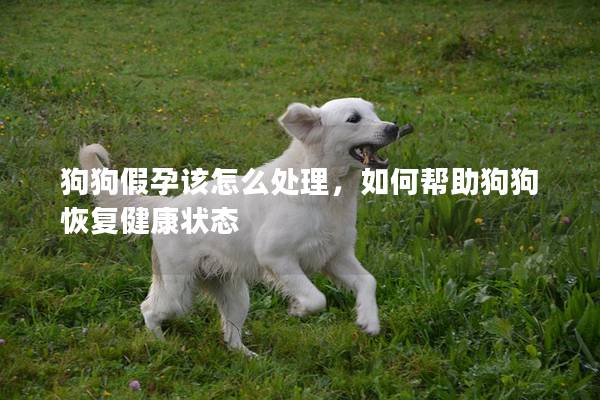 狗狗假孕該怎么處理，如何幫助狗狗恢復健康狀態