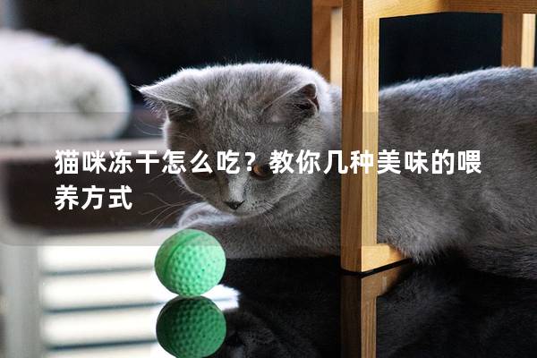 貓咪凍干怎么吃？教你幾種美味的喂養方式