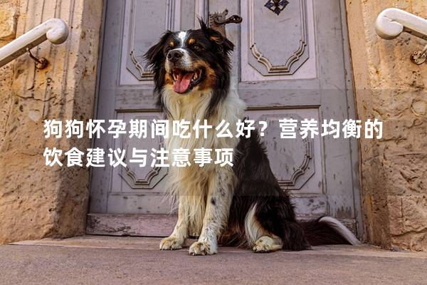 狗狗懷孕期間吃什么好？營(yíng)養(yǎng)均衡的飲食建議與注意事項(xiàng)