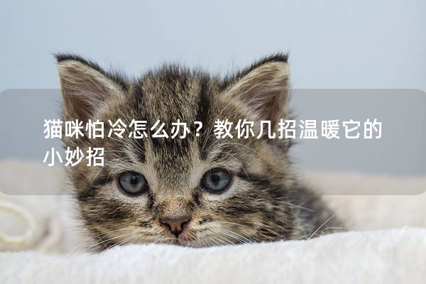 貓咪怕冷怎么辦？教你幾招溫暖它的小妙招