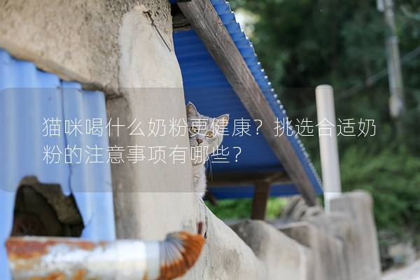 貓咪喝什么奶粉更健康？挑選合適奶粉的注意事項有哪些？