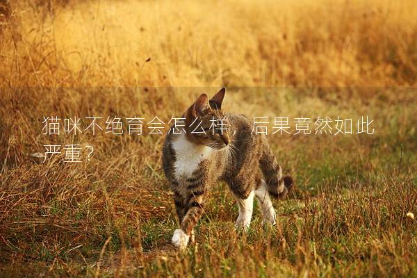 貓咪不絕育會怎么樣，后果竟然如此嚴重？