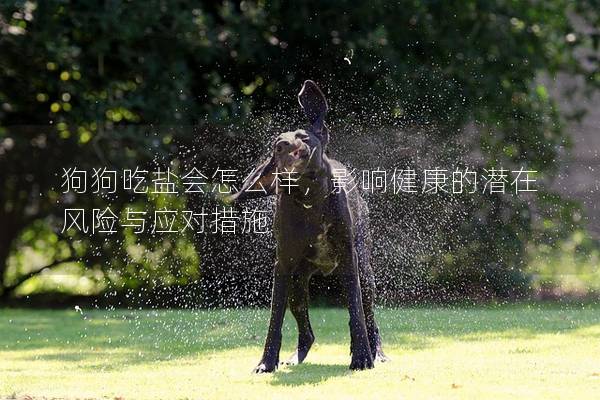 狗狗吃鹽會怎么樣，影響健康的潛在風(fēng)險與應(yīng)對措施