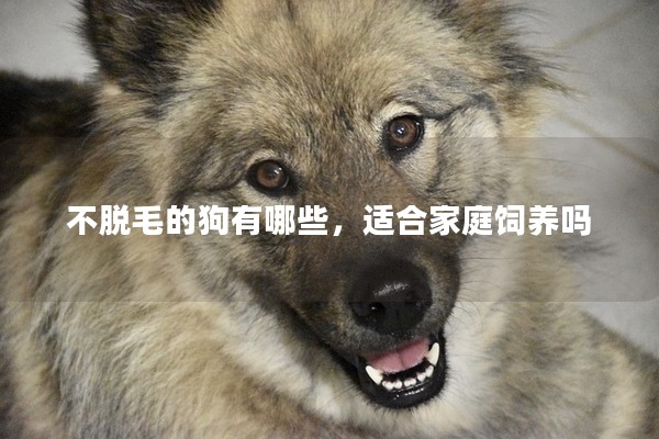 不脫毛的狗有哪些,適合家庭飼養嗎 不脫毛的狗有哪些,適合家庭飼養嗎