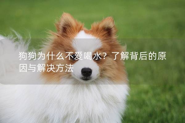 狗狗為什么不愛喝水？了解背后的原因與解決方法