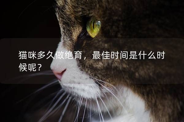 貓咪多久做絕育，最佳時間是什么時候呢？