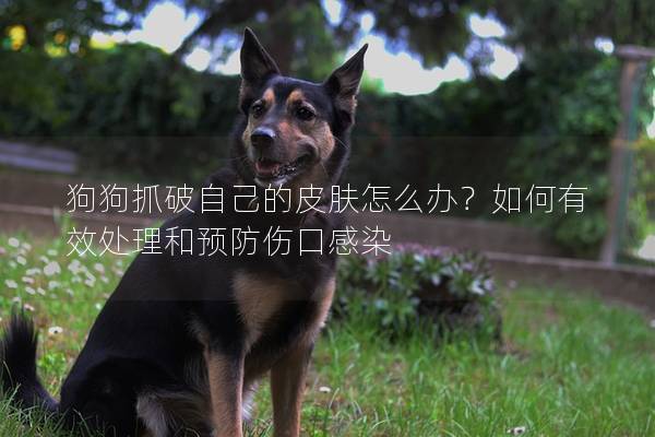 狗狗抓破自己的皮膚怎么辦?如何有效處理和預(yù)防傷口感染