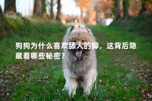 狗狗為什么喜歡舔人的腳，這背后隱藏著哪些秘密？