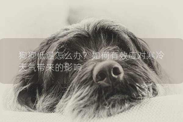 狗狗低溫怎么辦?如何有效應(yīng)對寒冷天氣帶來的影響 狗狗低溫怎么辦?如何有效應(yīng)對寒冷天氣帶來的影響