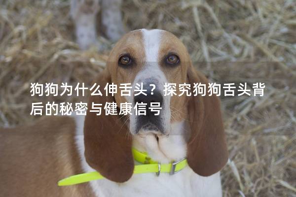 狗狗為什么伸舌頭？探究狗狗舌頭背后的秘密與健康信號