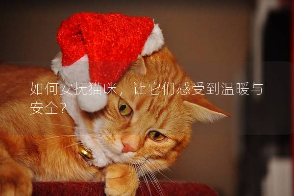 如何安撫貓咪,讓它們感受到溫暖與安全? 如何安撫貓咪,讓它們感受到溫暖與安全?