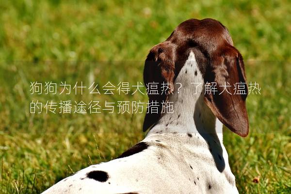 狗狗為什么會得犬瘟熱？了解犬瘟熱的傳播途徑與預防措施