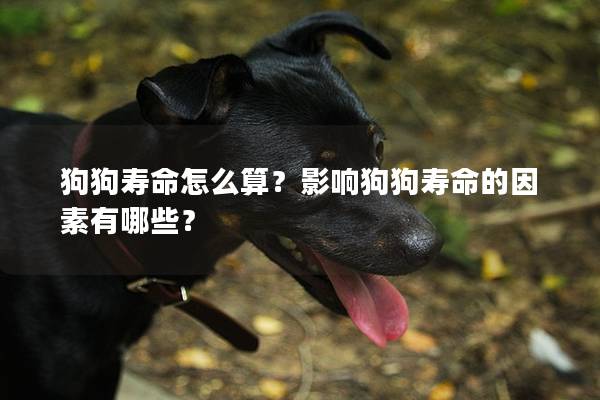 狗狗壽命怎么算？影響狗狗壽命的因素有哪些？