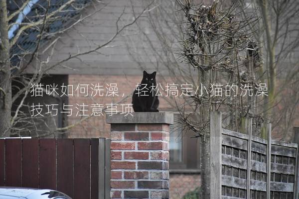貓咪如何洗澡,輕松搞定小貓的洗澡技巧與注意事項(xiàng) 貓咪如何洗澡,輕松搞定小貓的洗澡技巧與注意事項(xiàng)