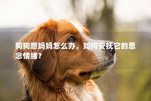 狗狗想媽媽怎么辦，如何安撫它的思念情緒？