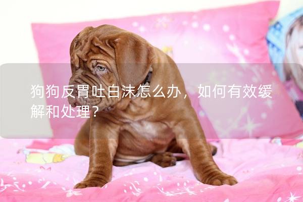 狗狗反胃吐白沫怎么辦，如何有效緩解和處理？