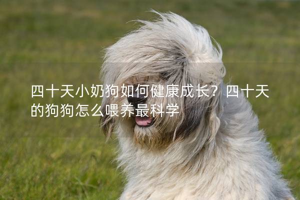 四十天小奶狗如何健康成長?四十天的狗狗怎么喂養最科學