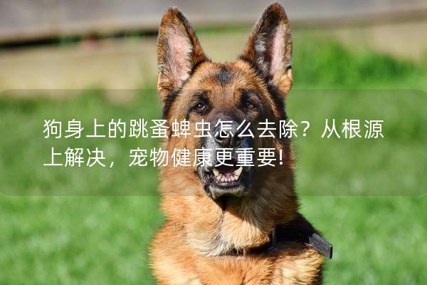 狗身上的跳蚤蜱蟲怎么去除？從根源上解決，寵物健康更重要!