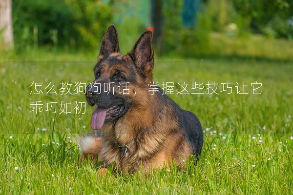 怎么教狗狗聽話,掌握這些技巧讓它乖巧如初 怎么教狗狗聽話,掌握這些技巧讓它乖巧如初