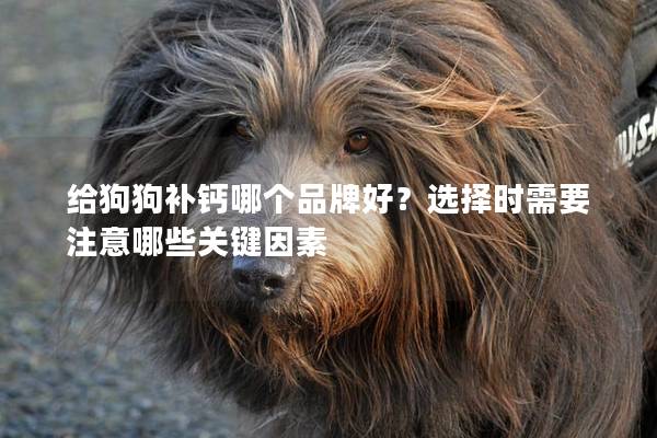 給狗狗補(bǔ)鈣哪個(gè)品牌好？選擇時(shí)需要注意哪些關(guān)鍵因素
