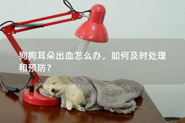 狗狗耳朵出血怎么辦，如何及時處理和預防？