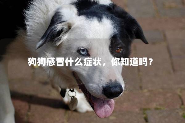 狗狗感冒什么癥狀，你知道嗎？