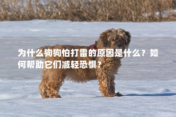 為什么狗狗怕打雷的原因是什么?如何幫助它們減輕恐懼? 為什么狗狗怕打雷的原因是什么?如何幫助它們減輕恐懼?