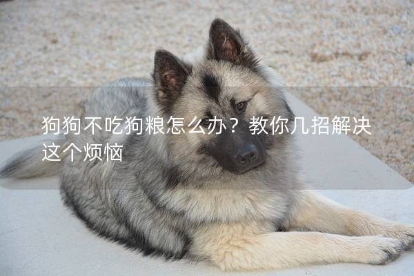 狗狗不吃狗糧怎么辦？教你幾招解決這個煩惱