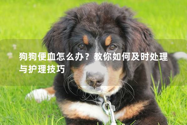 狗狗便血怎么辦？教你如何及時處理與護理技巧
