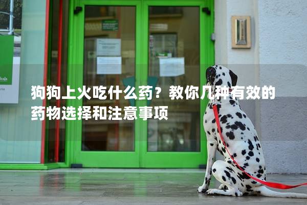 狗狗上火吃什么藥？教你幾種有效的藥物選擇和注意事項